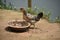 A spectacular view of a chicken and food bowl