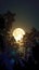 Spectacular view full moon ascending above vibrant plant life