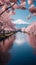 Spectacular view Japanese cherry blossoms with Mount Fuji backdrop