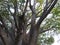 Spectacular view of a tree from the ground up, highlighting the majestic tree trunk, bark & sunlit branches and leaves. White Sky