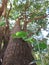 Spectacular view of a tree from the ground up, highlighting the majestic tree trunk, bark & sunlit branches and leaves. White Sky