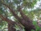 Spectacular view of a tree from the ground up, highlighting the majestic tree trunk, bark & sunlit branches and leaves. White Sky