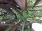 Spectacular view of a tree from the ground up, highlighting the majestic tree trunk, bark & sunlit branches and leaves. White Sky