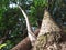 Spectacular view of a tree from the ground up, highlighting the majestic tree trunk, bark & sunlit branches and leaves. White Sky