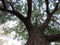 Spectacular view of a tree from the ground up, highlighting the majestic tree trunk, bark & sunlit branches and leaves. White Sky