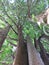 Spectacular view of a tree from the ground up, highlighting the majestic tree trunk, bark & sunlit branches and leaves. White Sky