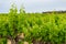 Spectacular vinery landscape with greenn grape vine plants