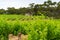 Spectacular vinery landscape with greenn grape vine plants