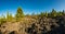 Spectacular volcanic landscape with pine forest beginning to cover old lava flows.