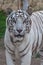 A Spectacular White Tiger shows off its elegant stripes and might.