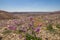 Spectacular wild flower bloom,in a desert landscape at `Makhtesh Ramon` Hebrew - Ramon Crater, in the Negev desert , Israel,