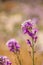 Spectacular wild flower bloom of Diplotaxis acris in the Cruciferae family, in the Negev desert , southern Israel. Spring time