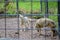 Spectacular wild wolves caged among vegetation and tree trunks in Alaska, USA,United States of America