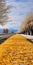 Spectacular Yellow Leaves On Snow Covered Road: A Stunning Nature Motif