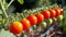 The SpectaculDisplay of Cherry Tomatoes: A Vibrant Lineup in