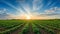 SpectaculSunset Over Vast Tomato Fields: The Vibrant South Ukrainian Agriculture