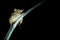 Spectral Tarsier, Tarsius spectrum, portrait of rare endemic nocturnal mammal eating grasshopper, small cute primate in large