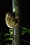 Spectral Tarsier, Tarsius spectrum, portrait of rare endemic nocturnal mammals, small cute primate in large ficus tree in jungle,