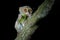 Spectral Tarsier, Tarsius spectrum, portrait of rare nocturnal animal with killed green grasshopper, in the large ficus tree,