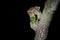 Spectral Tarsier, Tarsius spectrum, portrait of rare nocturnal animal with killed green grasshopper, in the large ficus tree,