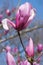 Spectrum hybrid magnolia flowers