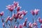 Spectrum hybrid magnolia flowers