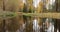 Specular reflection of trees in water in backwoods, wild area in beautiful forest in Autumn, Valday national park