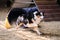 Speed and agility, sports with dog. Agility competitions. Australian Shepherd Aussie black tricolor quickly runs out of tunnel and