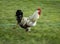 Speed Blurred Rooster Runs Over Grass Lawn