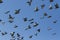 Speed racing pigeon flying against clear blue sky