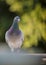 Speed racing pigeon standing against green blur background