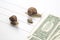 Speed to achieve financial well-being. snails run to the finish line with money. breakthrough and perseverance in the business.