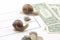 Speed to achieve financial well-being. snails run to the finish line with money. breakthrough and perseverance in the business.