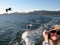 Speedboat Chased by Seagulls & Dolphins on the Sea of Cortez