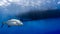 Speeding bluefin trevally