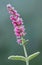 Speedwell flower