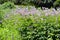 Speedwell Veronica spicata