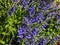 Speedwell (Veronica teucrium) \\\'True blue\\\' forming a dense bush and flowering with spikes of dense flowers