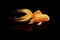 Speedy goldfish