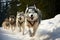 Speedy husky dog leads the pack in an intense sled racing contest