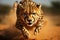 Speedy predator African cheetah in motion, showcasing wildlife athleticism