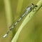 Speerwaterjuffer, Spearhead Bluet, Coenagrion hastulatum