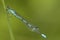 Speerwaterjuffer, Spearhead Bluet, Coenagrion hastulatum