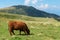 Speikkogel - A brown cow grazing on the pasture in Austrian Alps. There are high Alpine peaks in the back, overgrown with trees