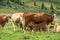 Speikkogel - A small brown calf drinking milk from its mother on the pasture in Austrian Alps. There are other cows