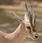 Speke gazelle