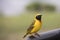 Speke`s weaver, Ngorongoro Crater, Tanzania