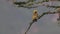 Speke`s Weaver, ploceus spekei, Male in Flight, taking off from Branch, Bogoria Park in Kenya,