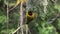 Speke`s Weaver, ploceus spekei, Male standing on Nest, Bogoria Park in Kenya,