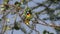 Speke`s Weaver, ploceus spekei, Male working on Nest, Bogoria Park in Kenya